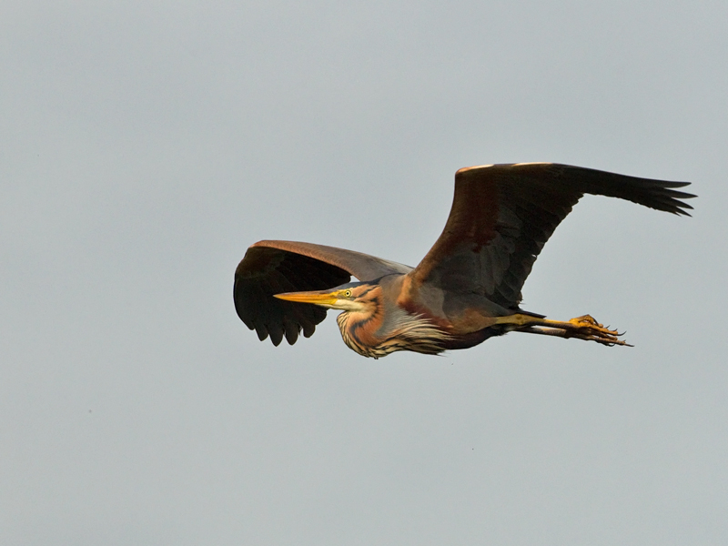 Ardea purpurea Purple Heron Purperreiger